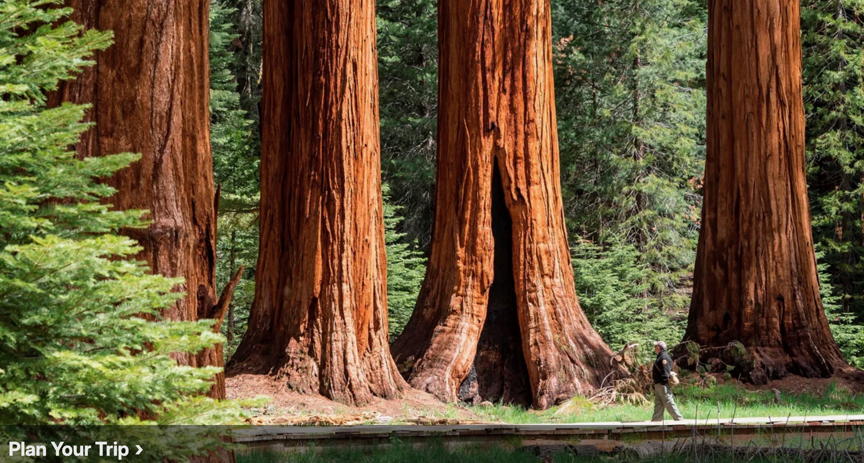Giant sequoia trees in the Sierra Nevada