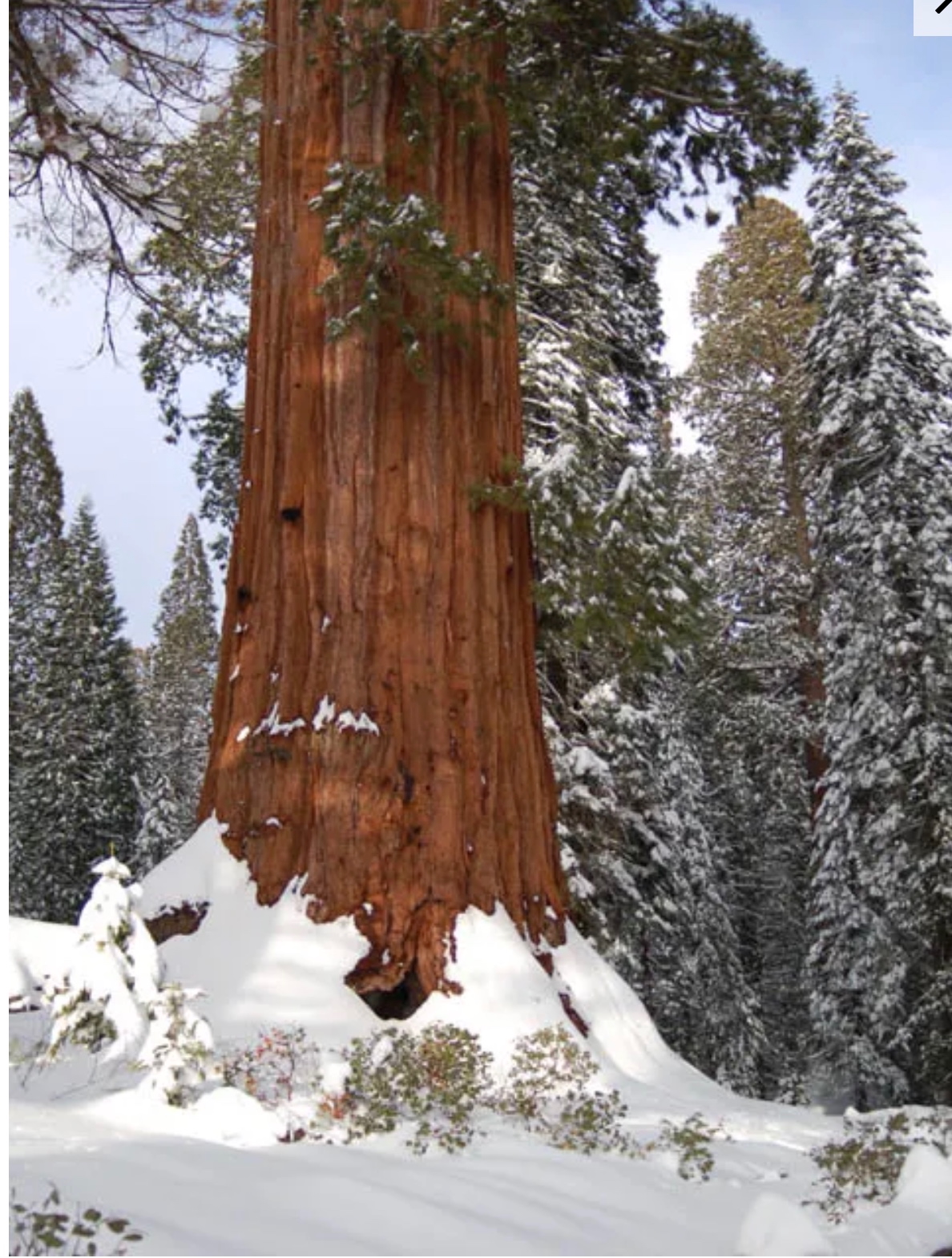 Giant sequoia tree in winter
