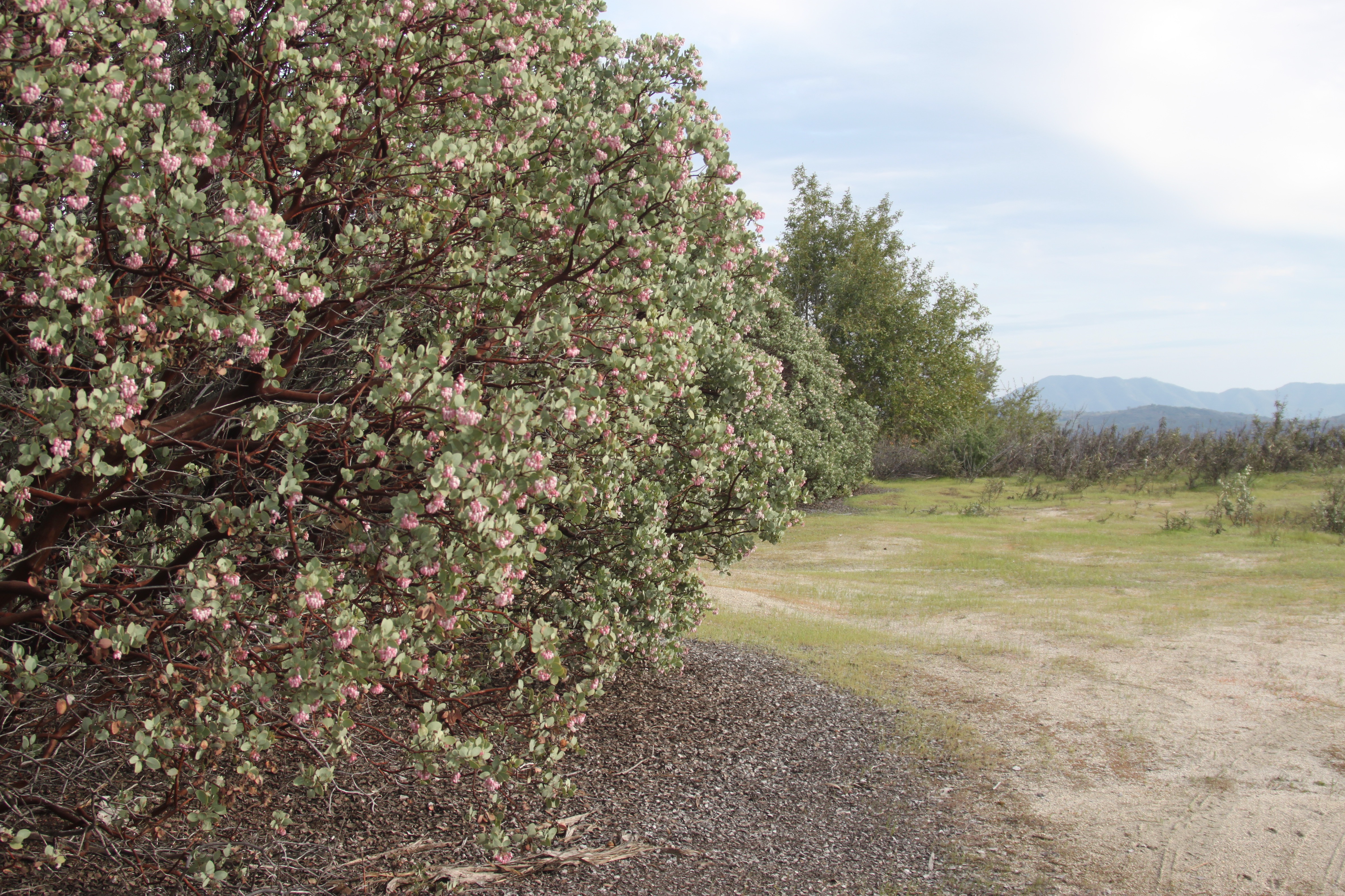 Manzanita in bloom beside a sandy clearing on the Kings Canyon property