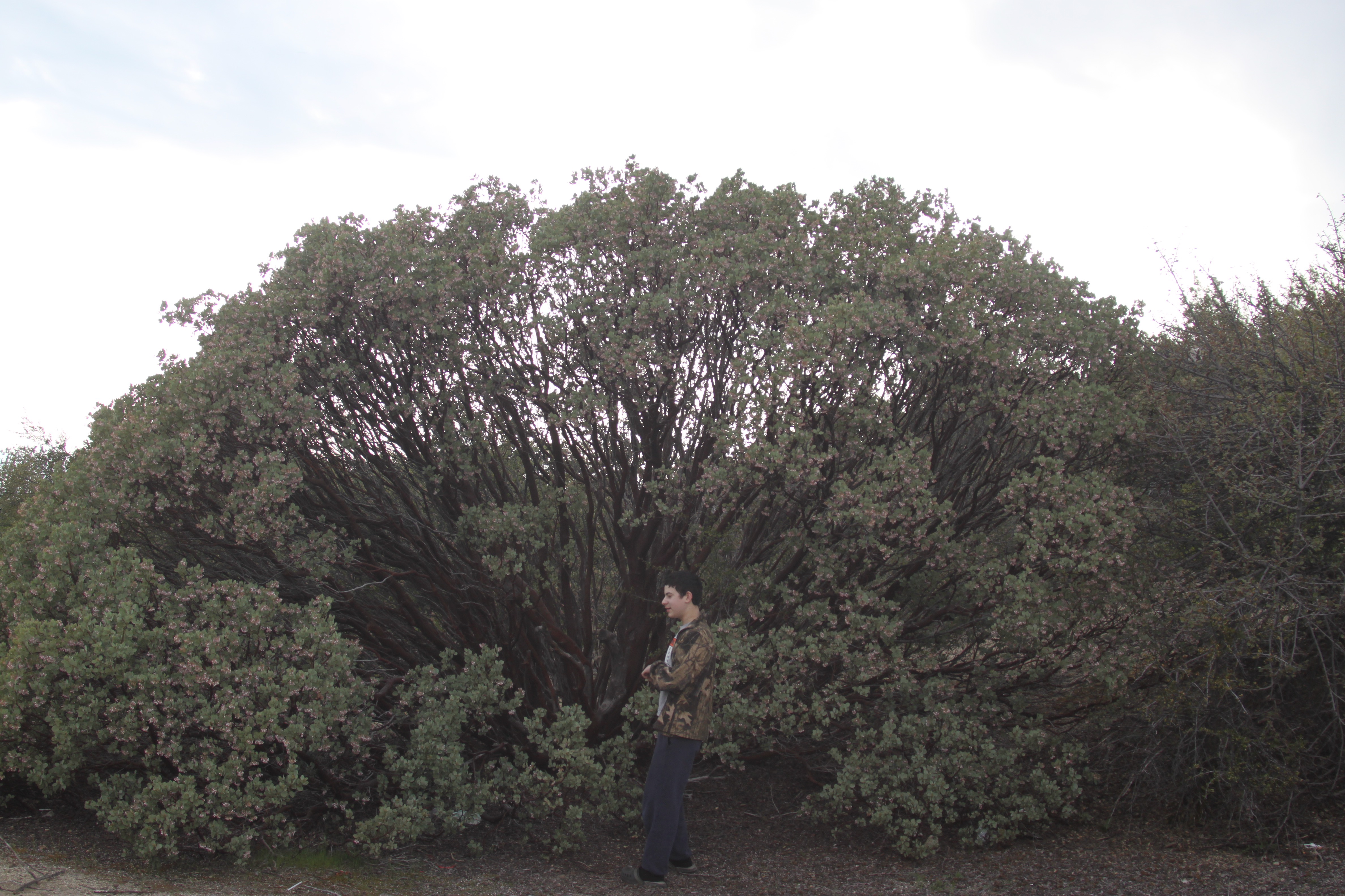 Specimen manzanita tree in bloom on the Kings Canyon property