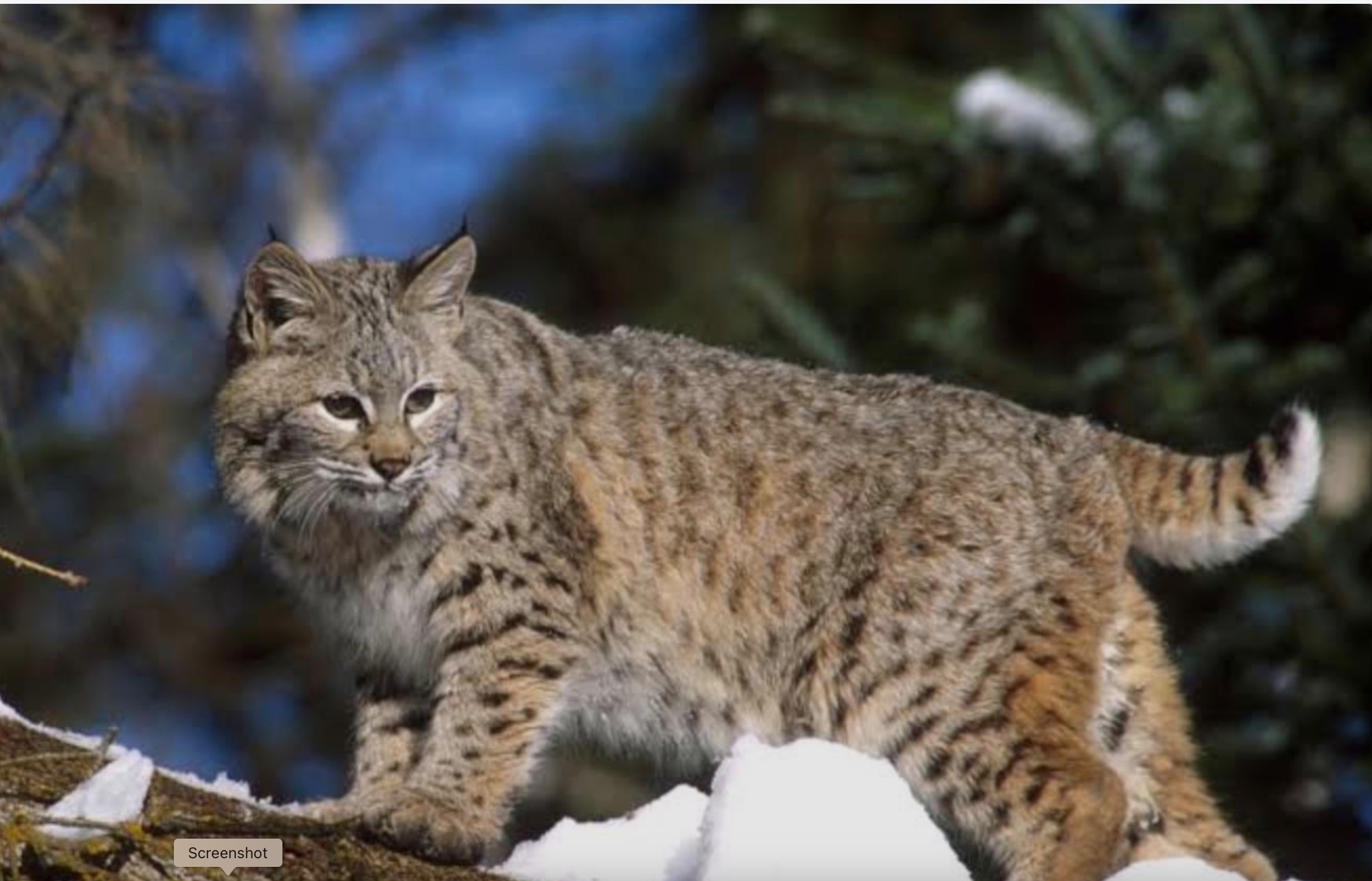 Bobcat in the Sierra foothills