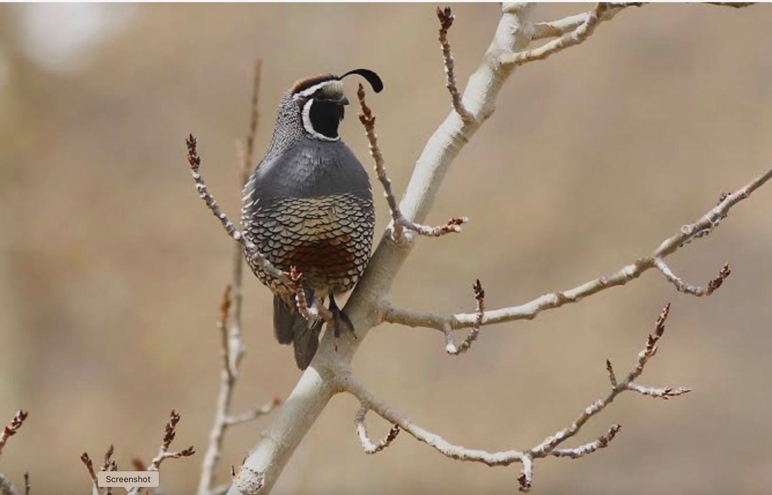 California Quail in the Sierra foothills