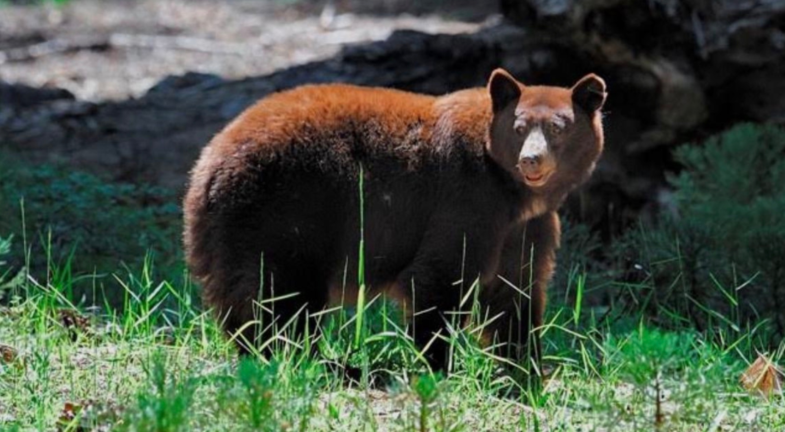 Cinnamon black bear in the Sierra foothills