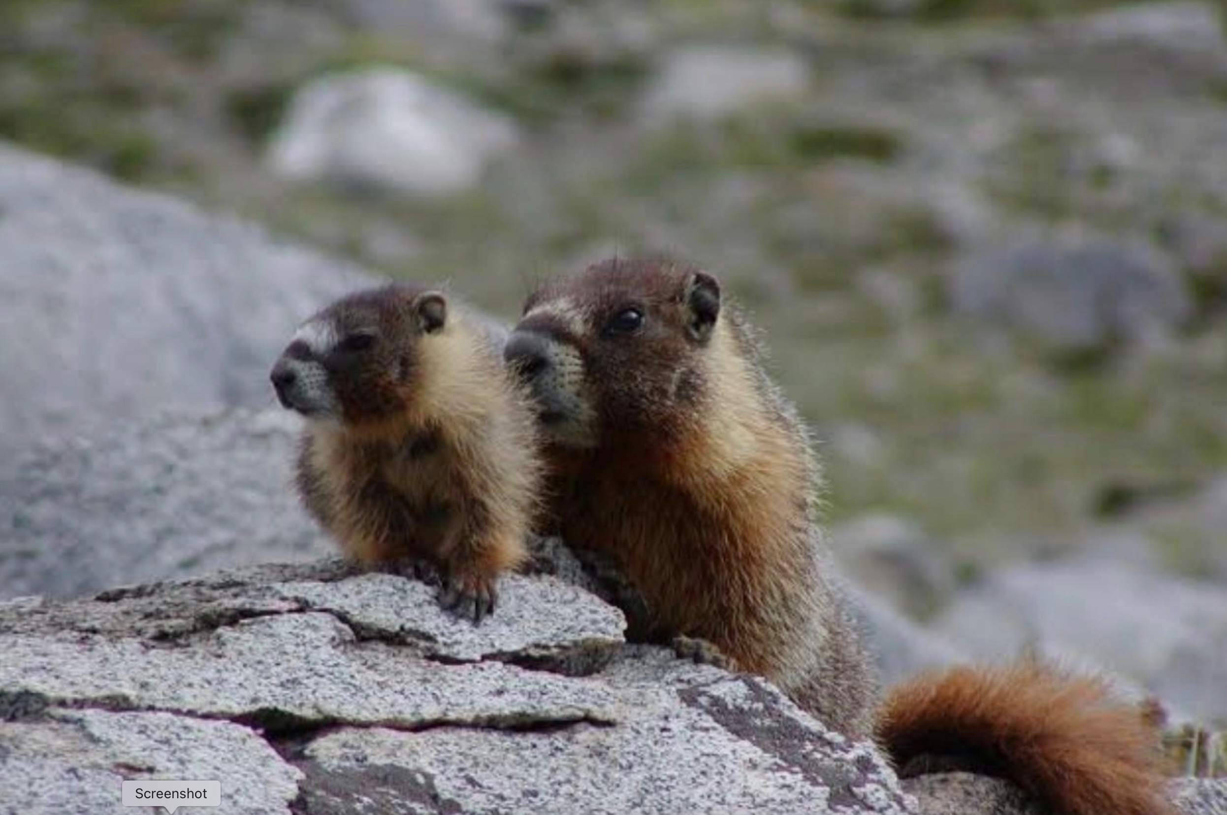 Marmots in the Sierra Nevada