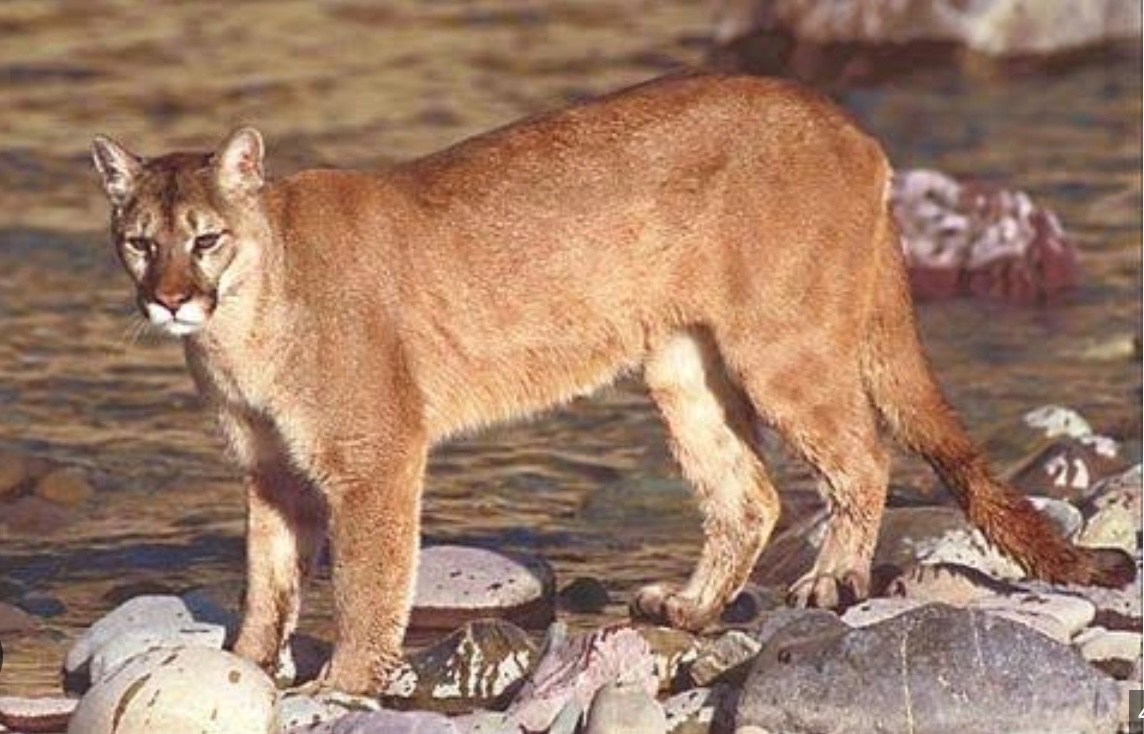 Mountain lion in the Sierra foothills