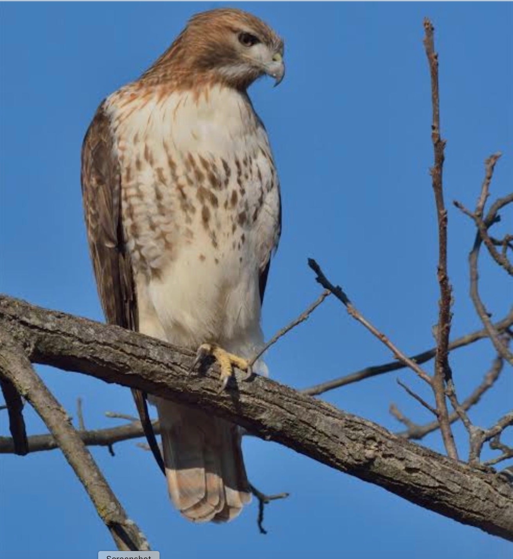 Red-tailed hawk in the Sierra foothills