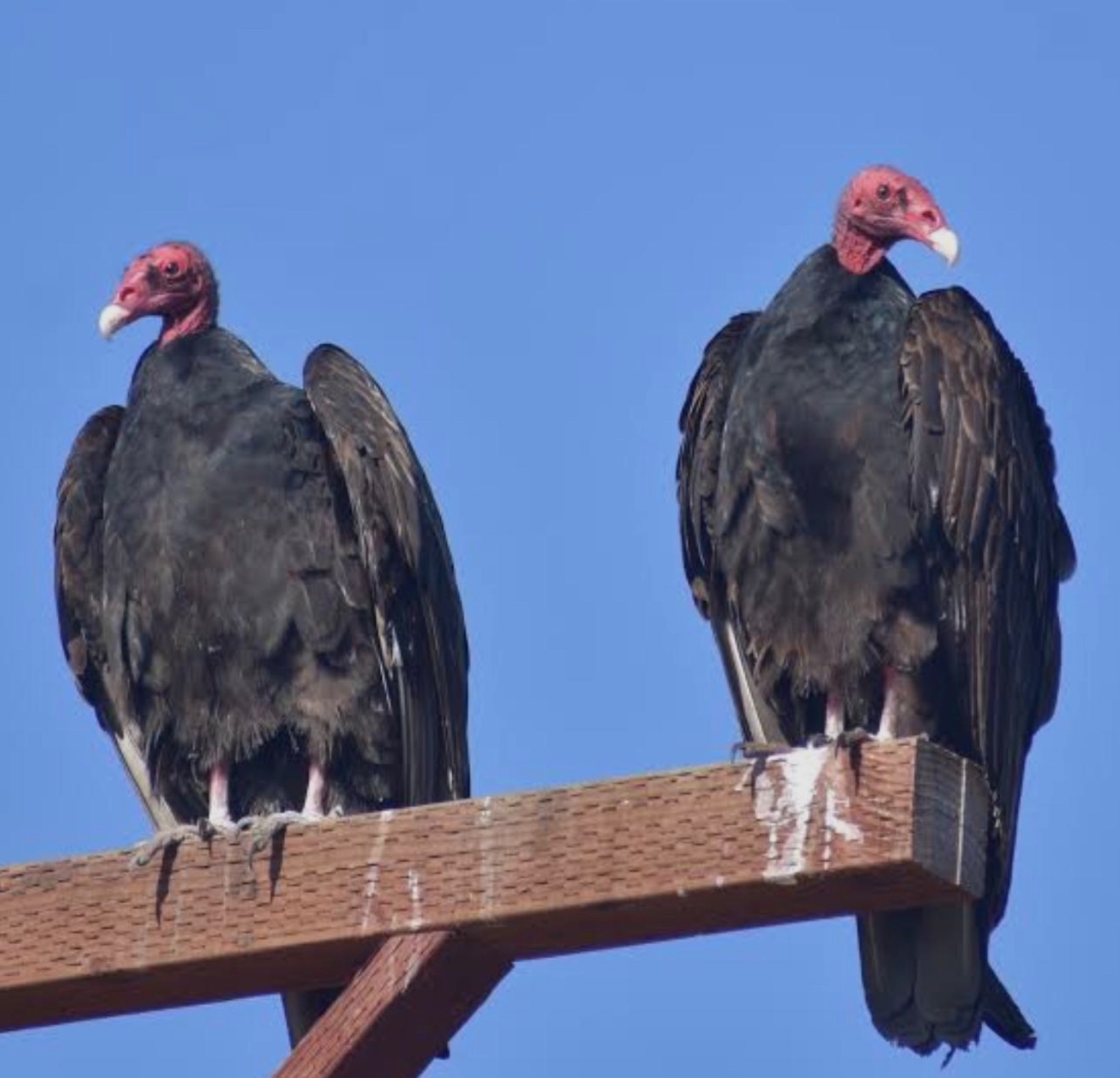 Turkey vultures in the Sierra foothills