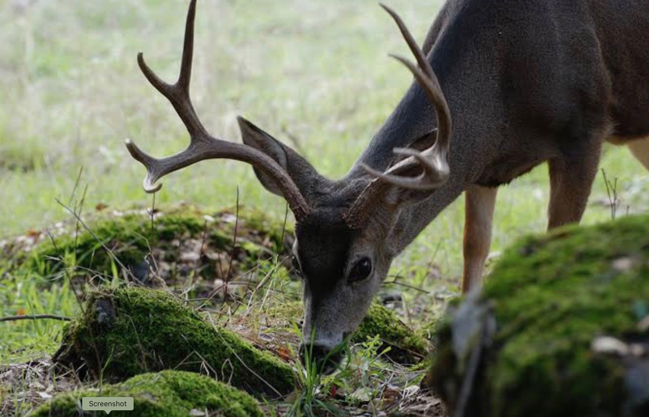 White-tailed deer in the Sierra foothills